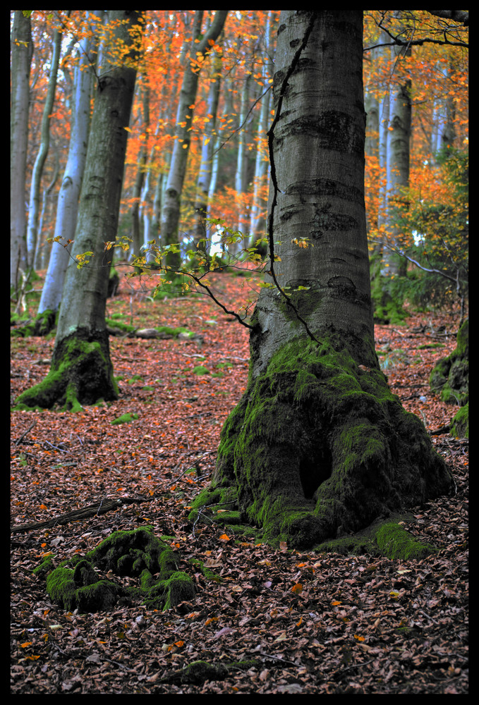 Der Baum