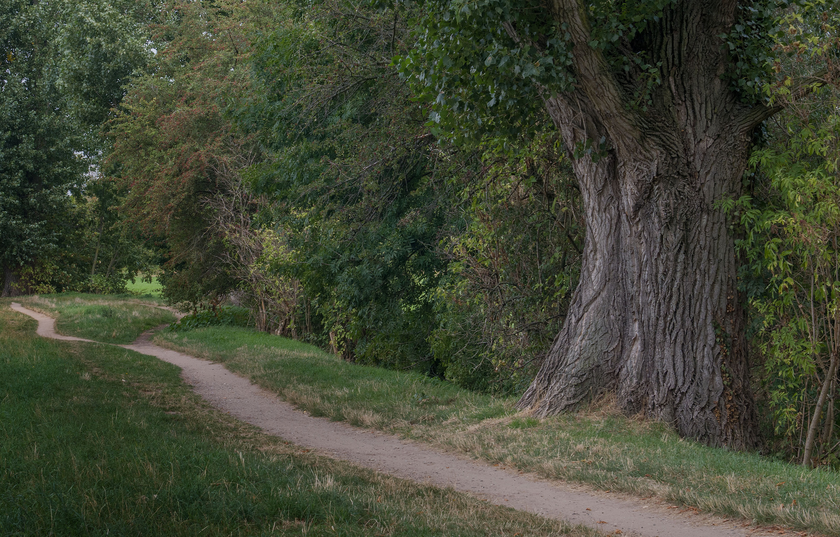 der Baum