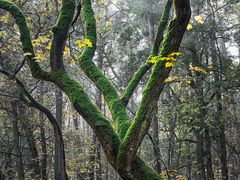 der Baum