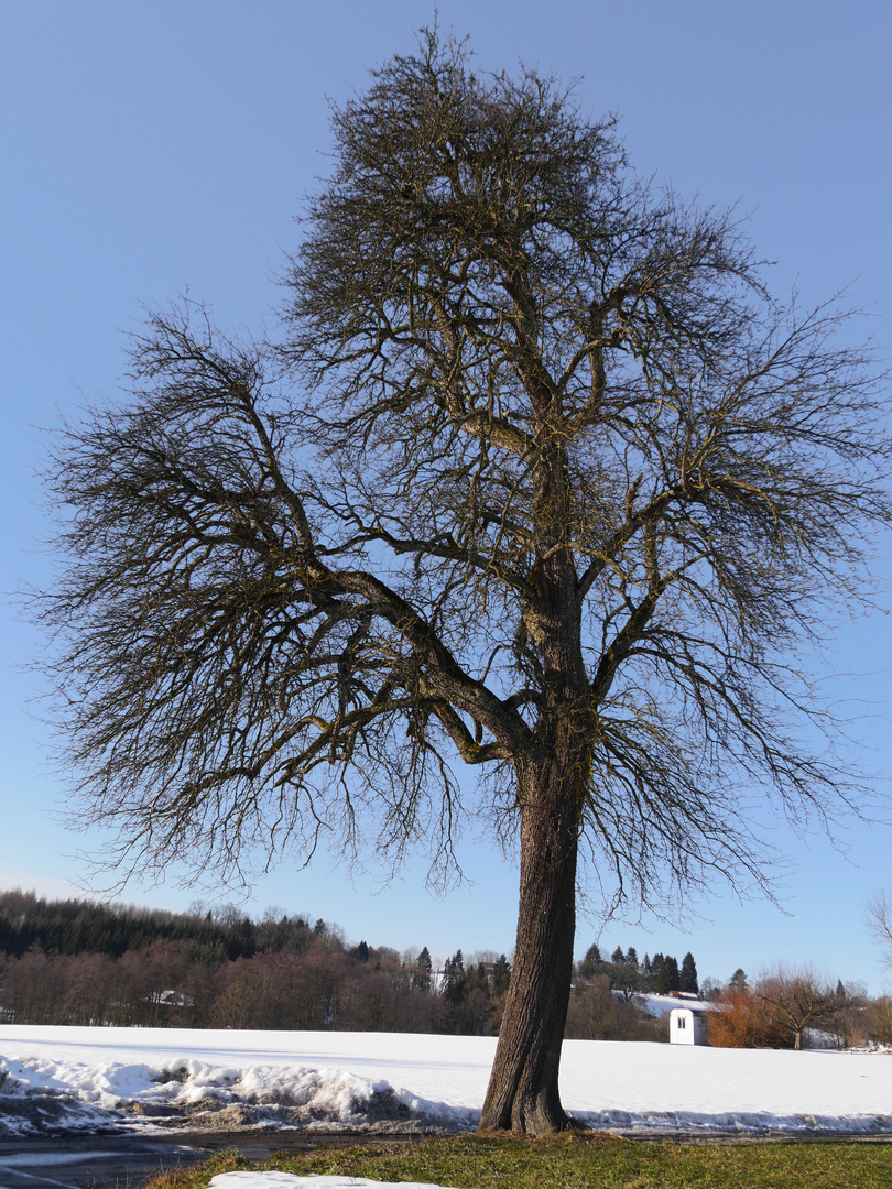 der Baum