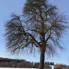 der Baum