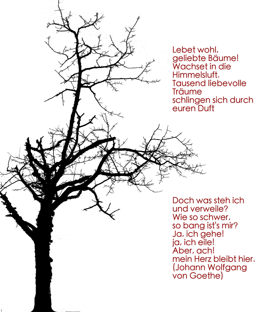 Der Baum