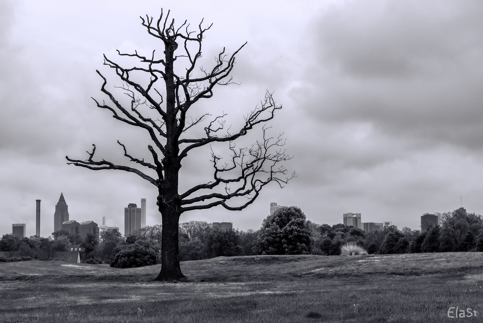 DER BAUM