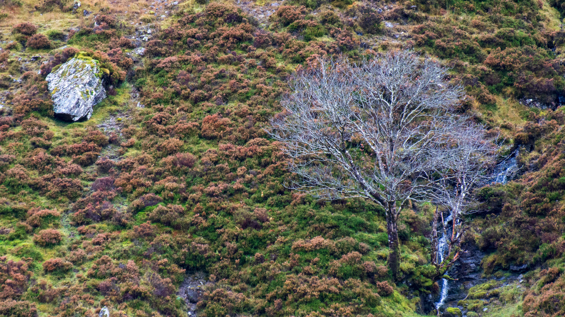 Der Baum