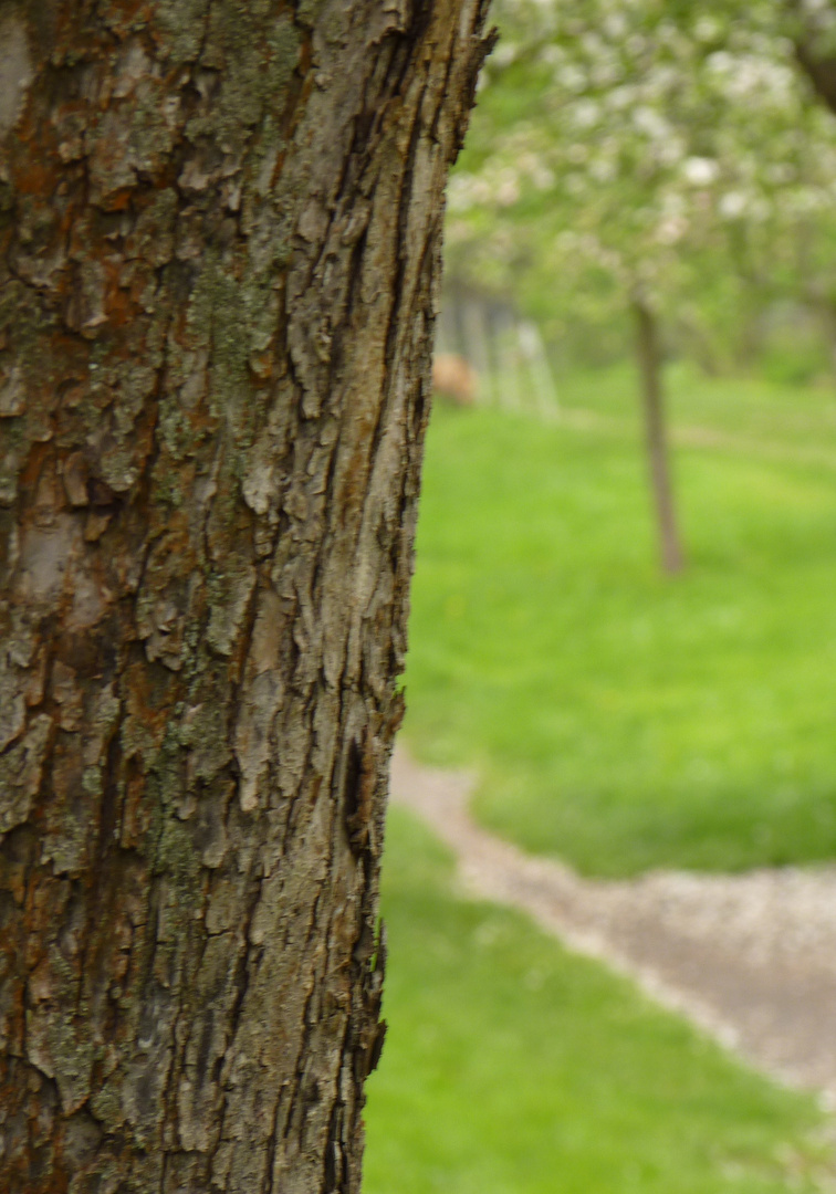 Der Baum