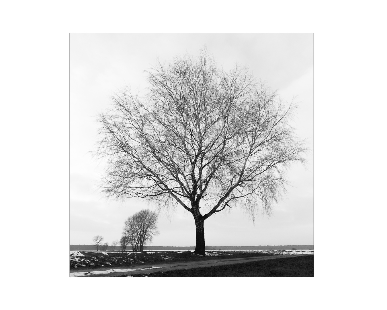 Der Baum