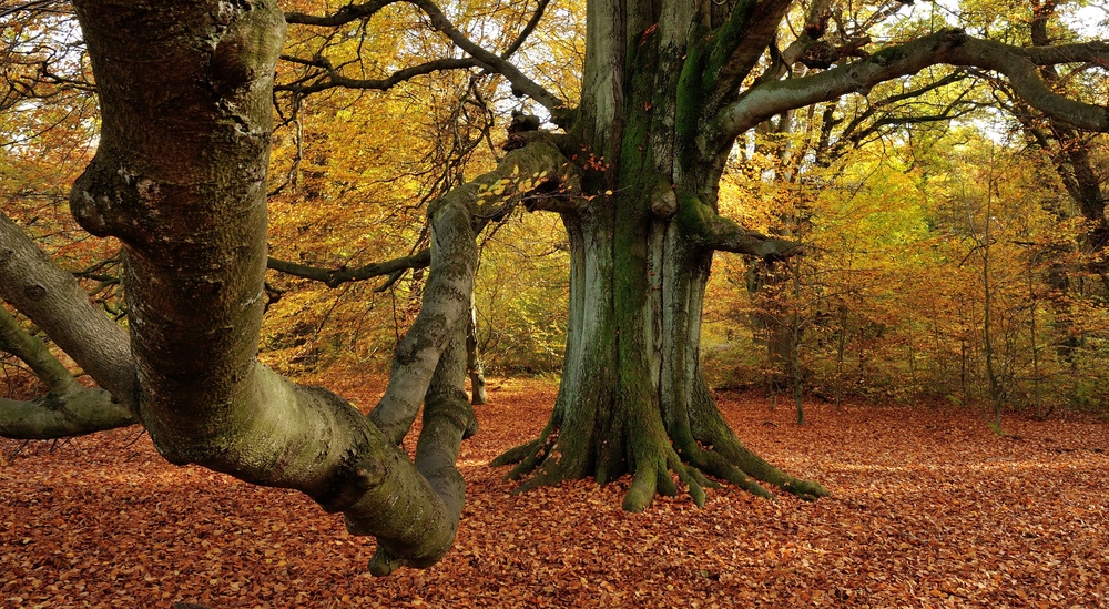 Der Baum