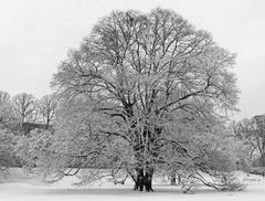 Der Baum