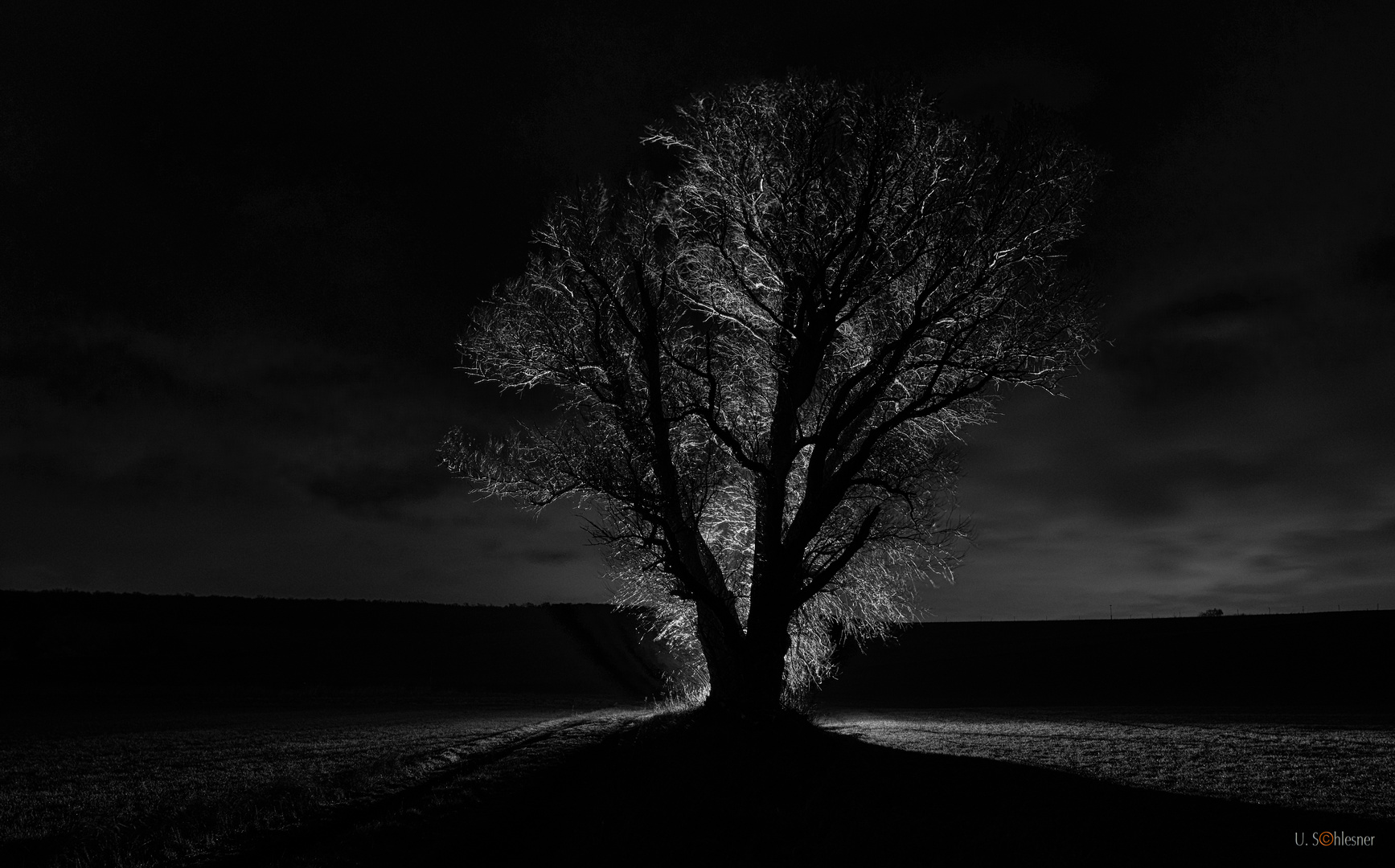 Der Baum