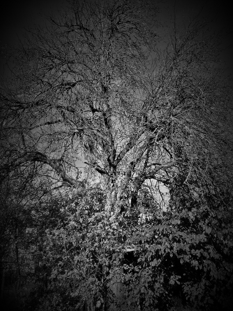 Der Baum Foto Bild Pflanzen Pilze Flechten Baume Rinde Bilder Auf Fotocommunity