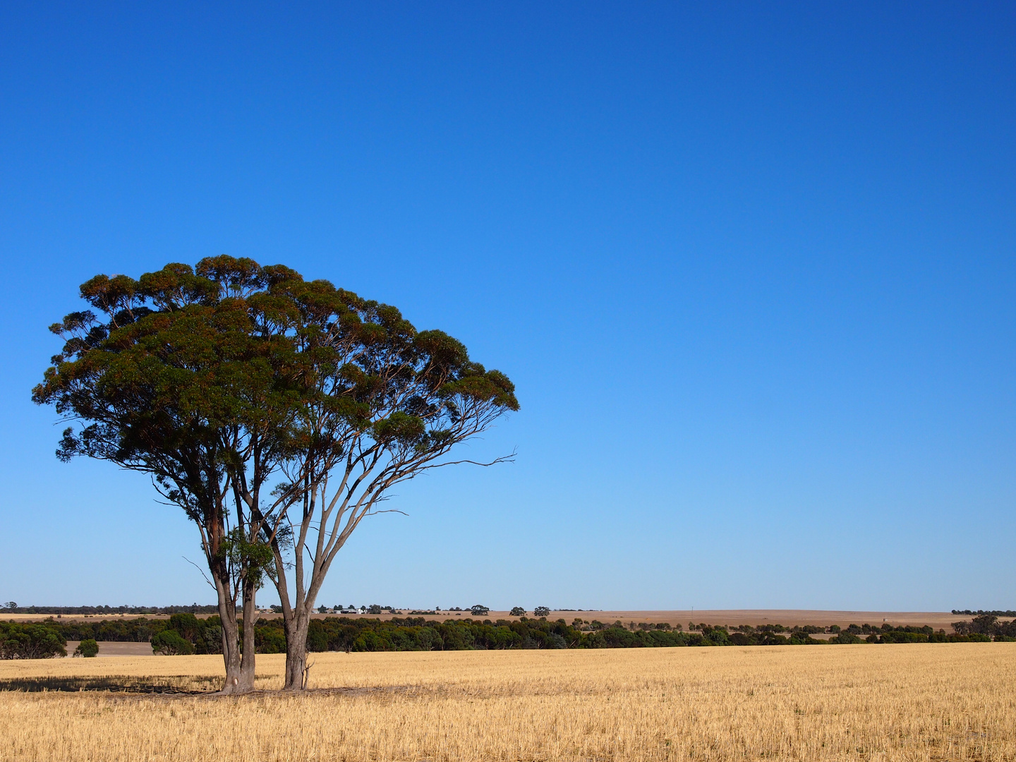 Der Baum