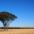 Der Baum