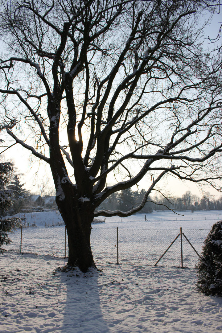 Der Baum