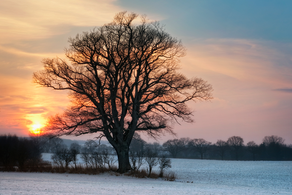 der Baum