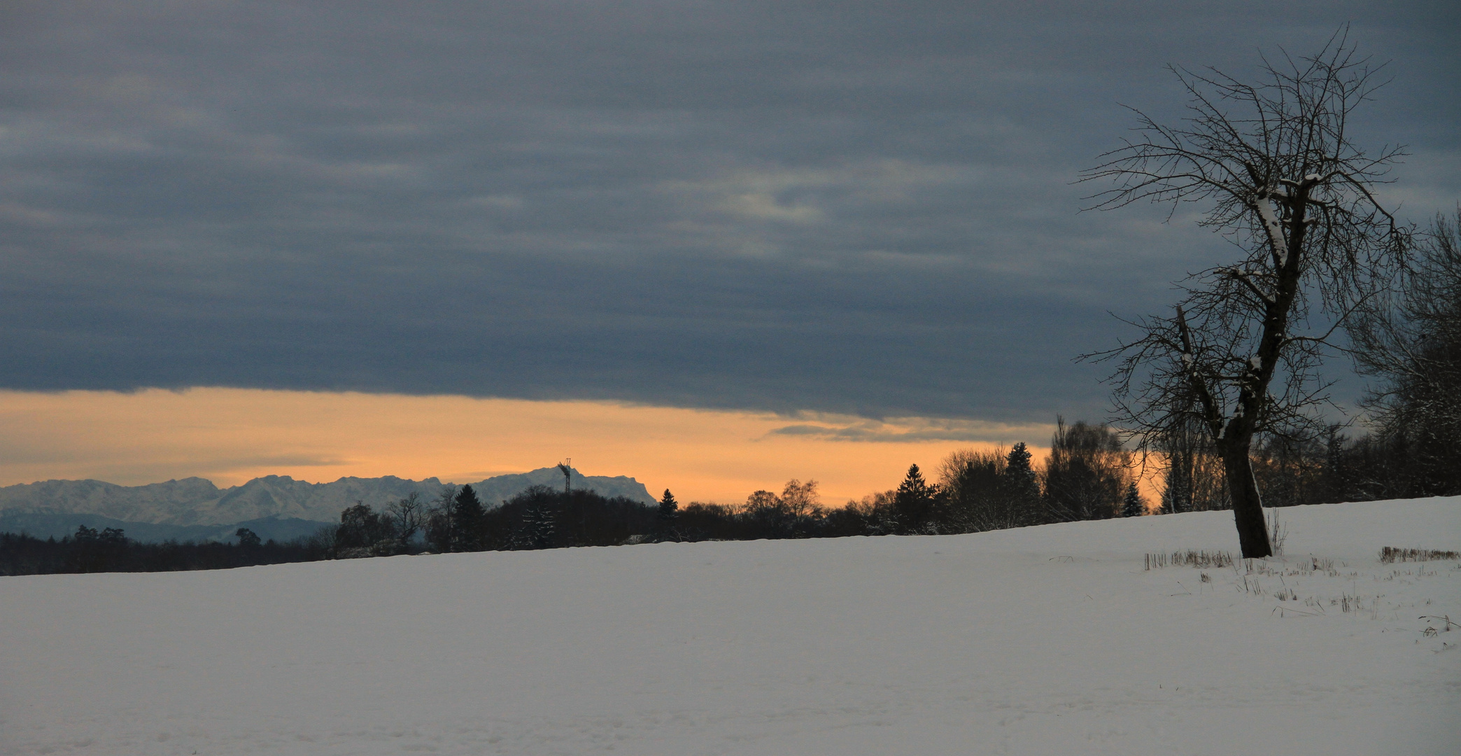 Der Baum