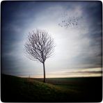 Der Baum