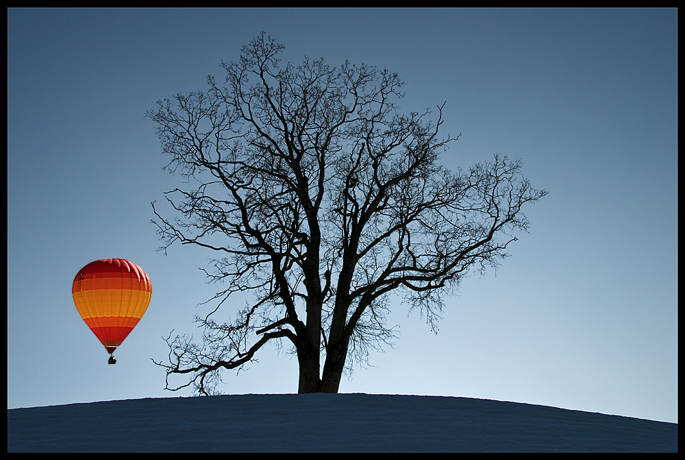 Der Baum