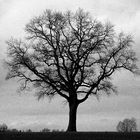 der Baum