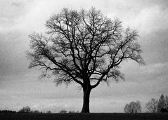 der Baum