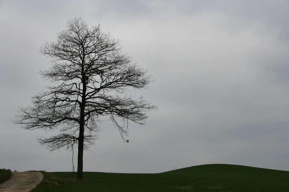 Der Baum