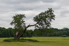 Der Baum