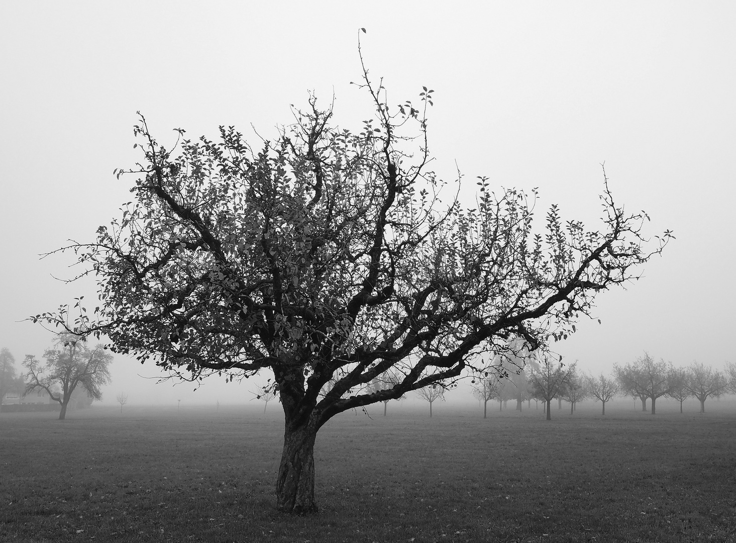 der baum