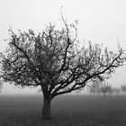 der baum