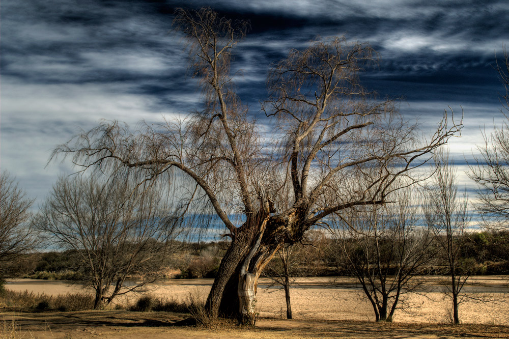 Der Baum