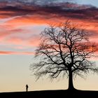 Der Baum bei Münsing