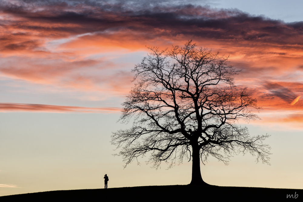 Der Baum bei Münsing