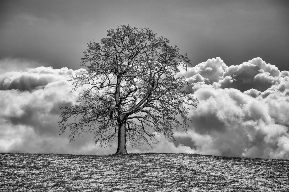 Der Baum bei Münsing, Aprilgewitter