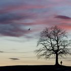 Der Baum bei Münsing