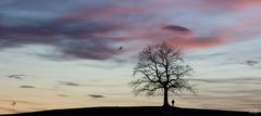 Der Baum bei Münsing