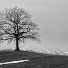 Der Baum bei Münsing, Föhn