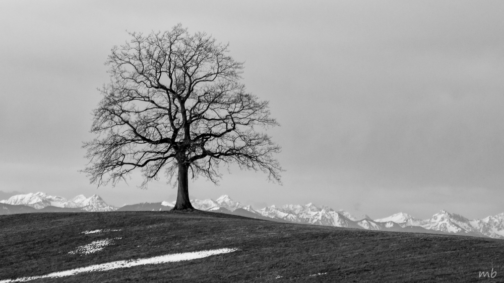 Der Baum bei Münsing, Föhn