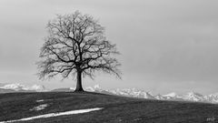 Der Baum bei Münsing, Föhn