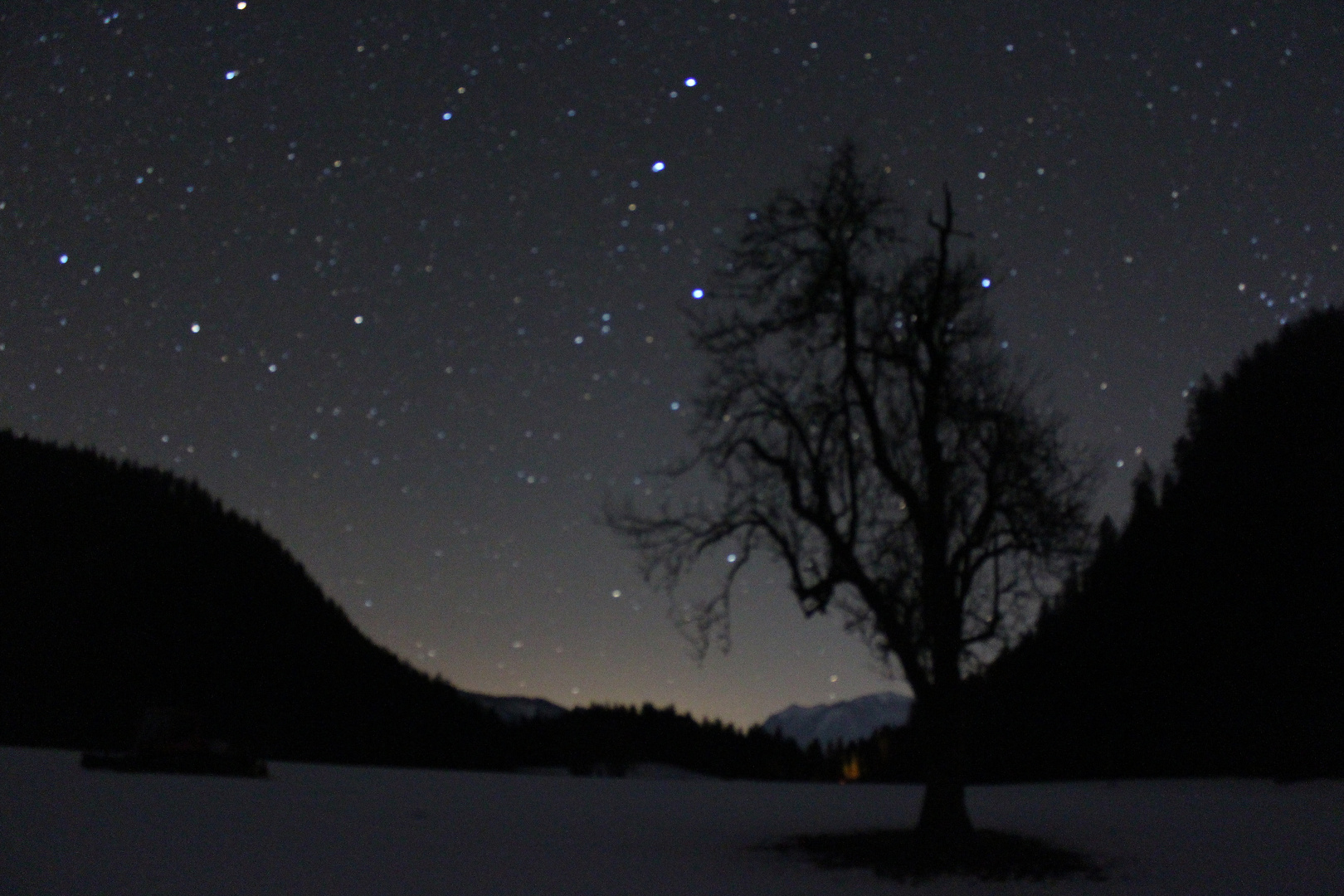 Der Baum bei Nacht