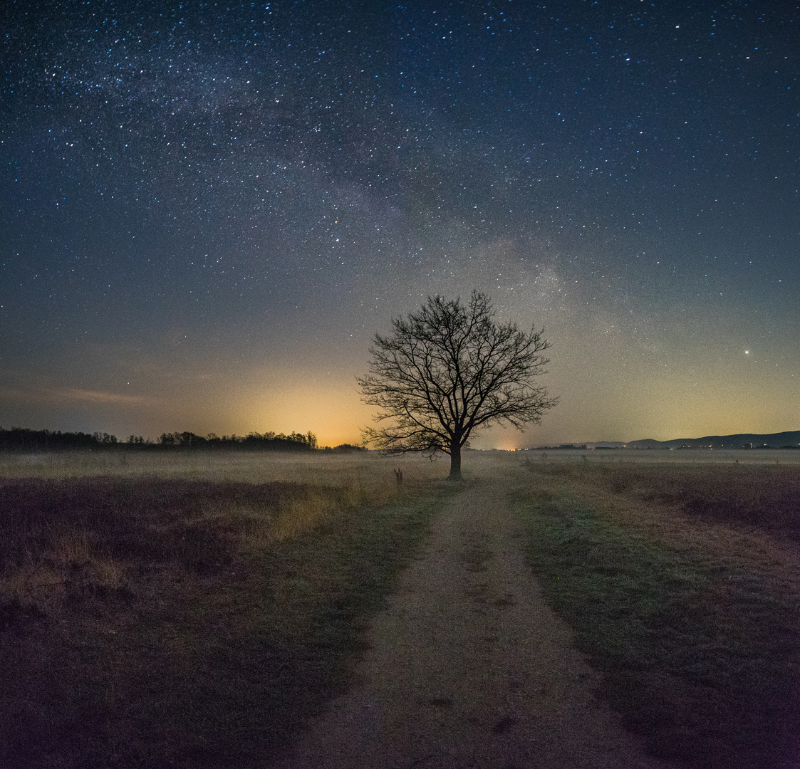 Der Baum bei Nacht