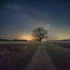 Der Baum bei Nacht