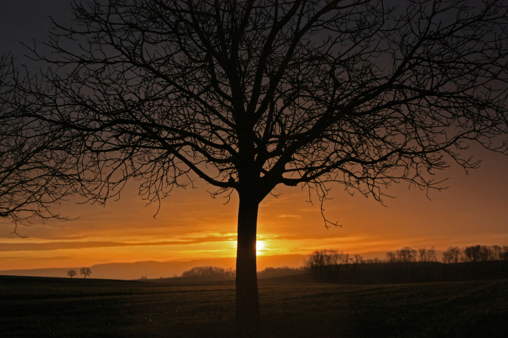 Der Baum