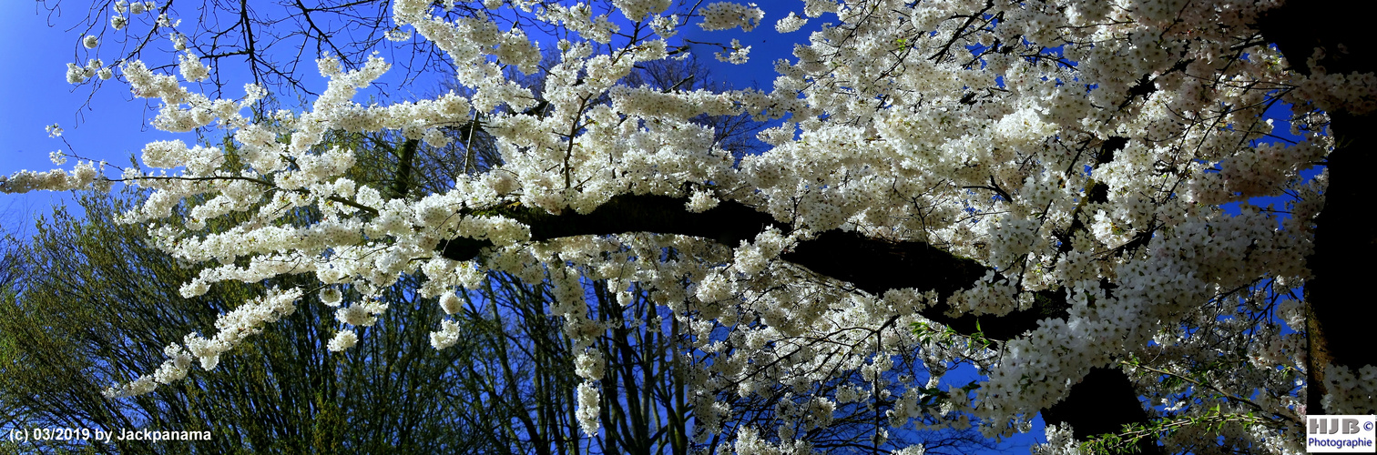 Der Baum blüht