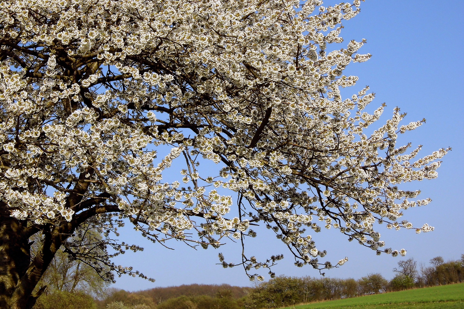 der Baum blüt