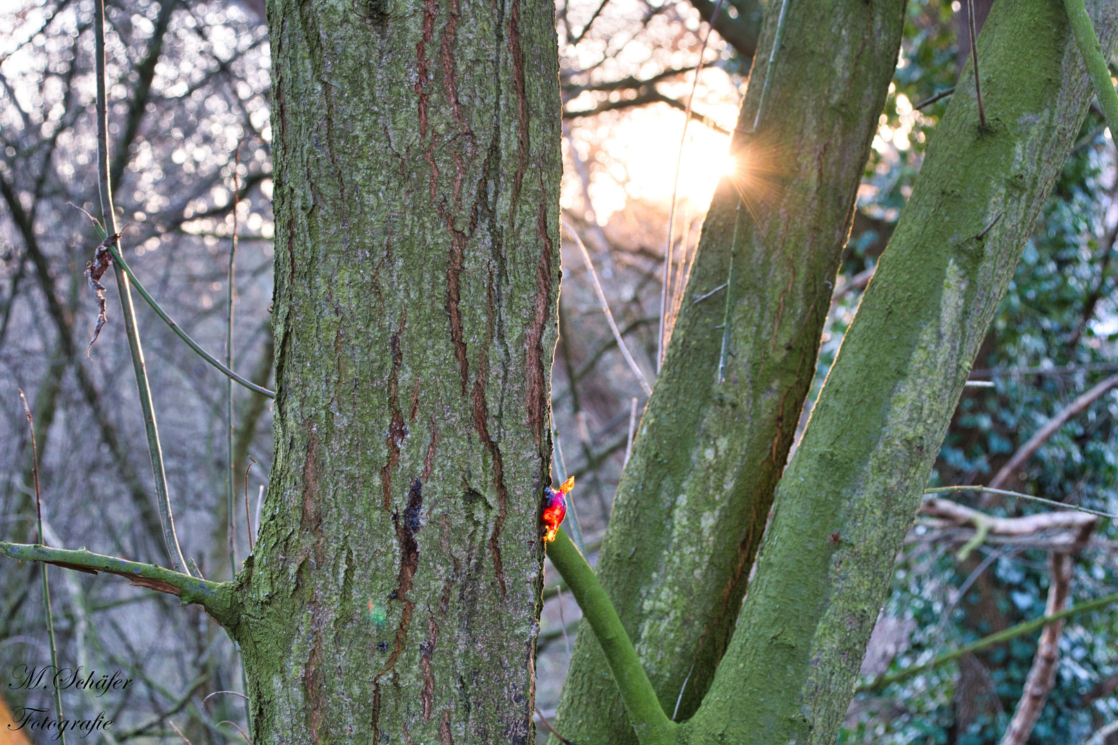 Der Baum blutet