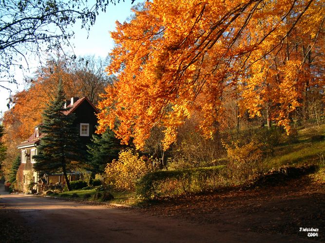 Der Baum brennt