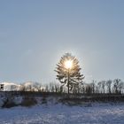 Der Baum brennt - in blau getaucht