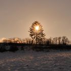 Der Baum brennt - Lowkey