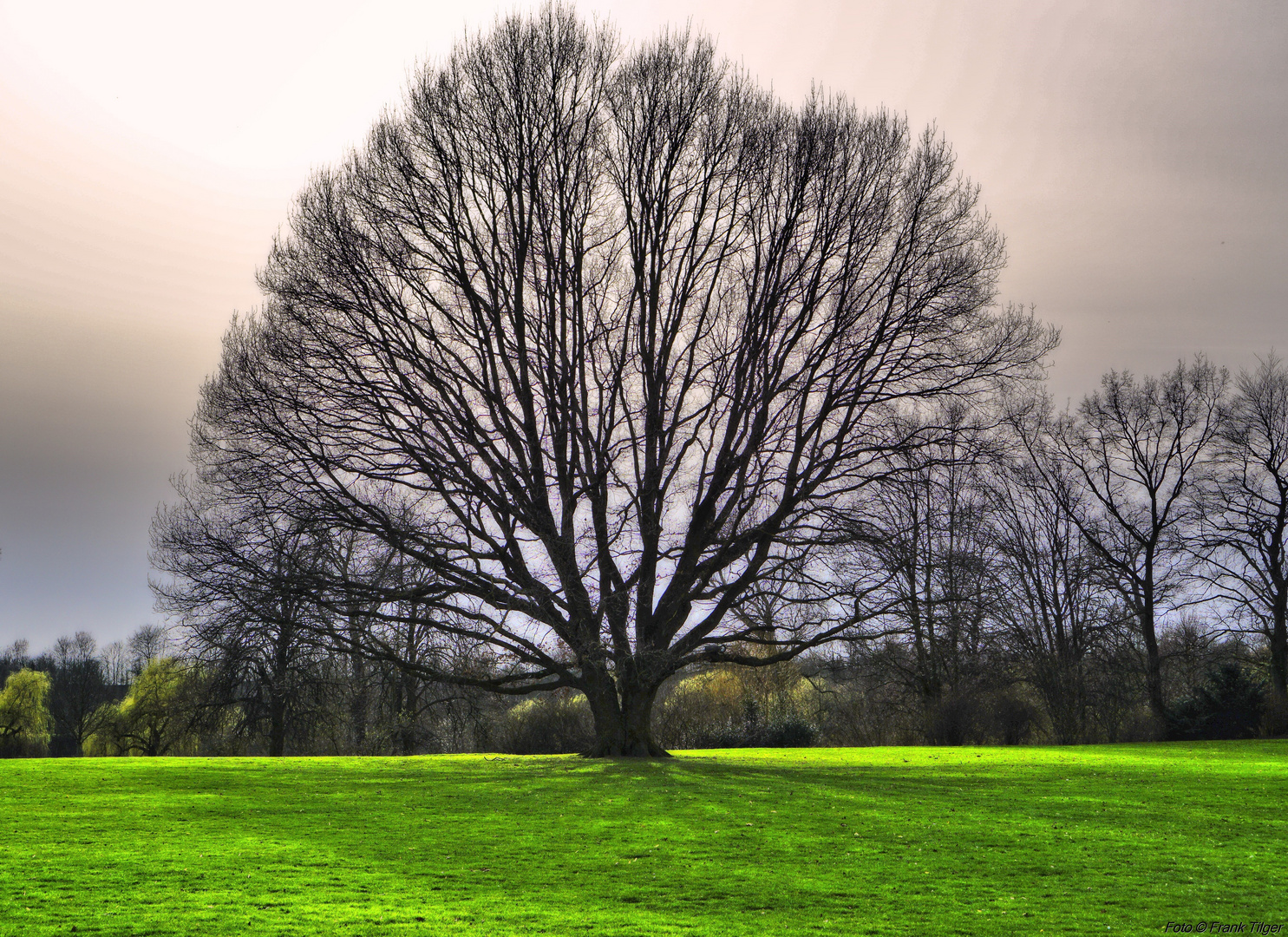 Der Baum...............