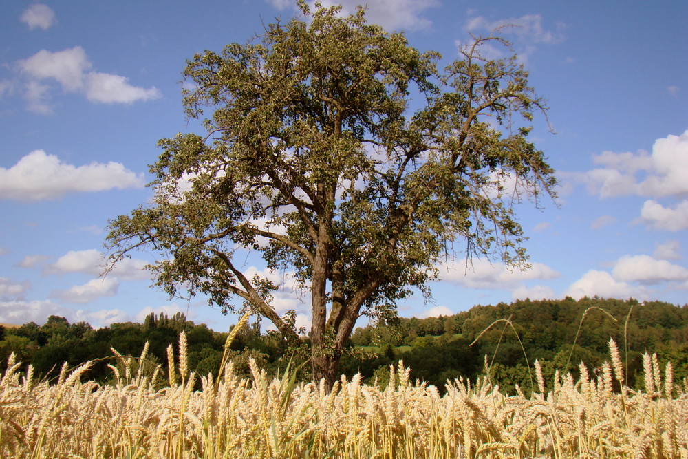 Der Baum