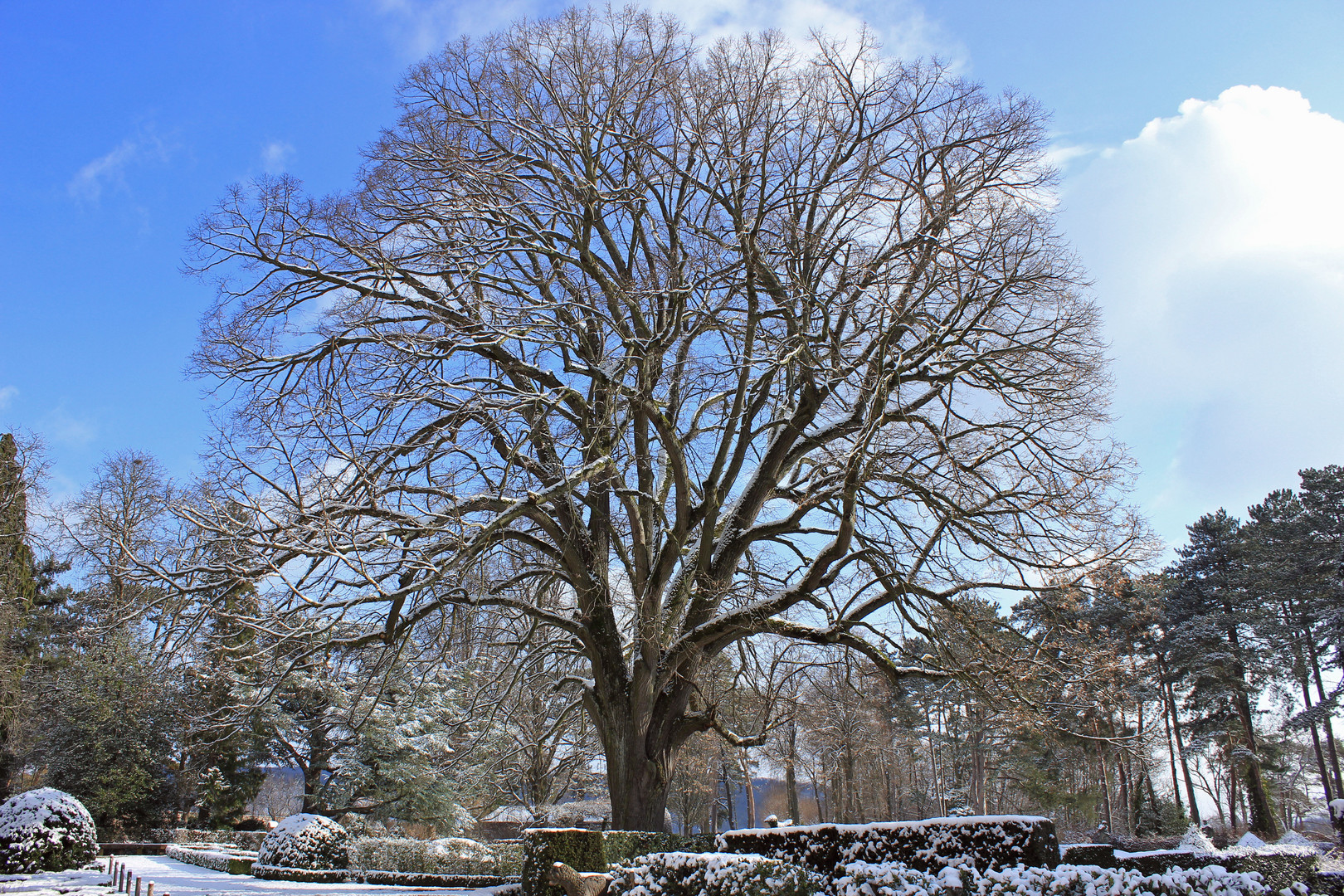 DER BAUM