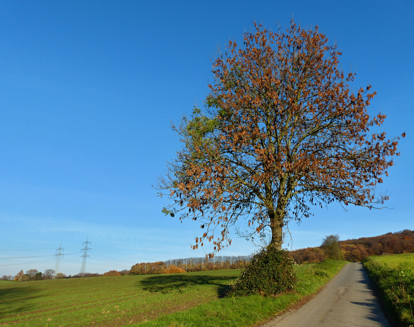 der Baum